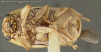 Media type: image;   Entomology 24973 Aspect: habitus ventral view